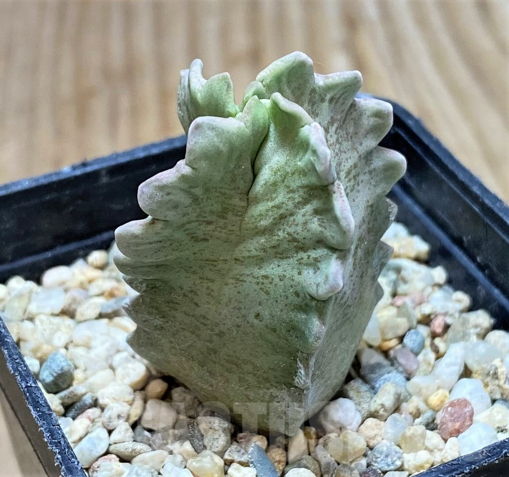 SHPR39786 Whitesloanea crassa