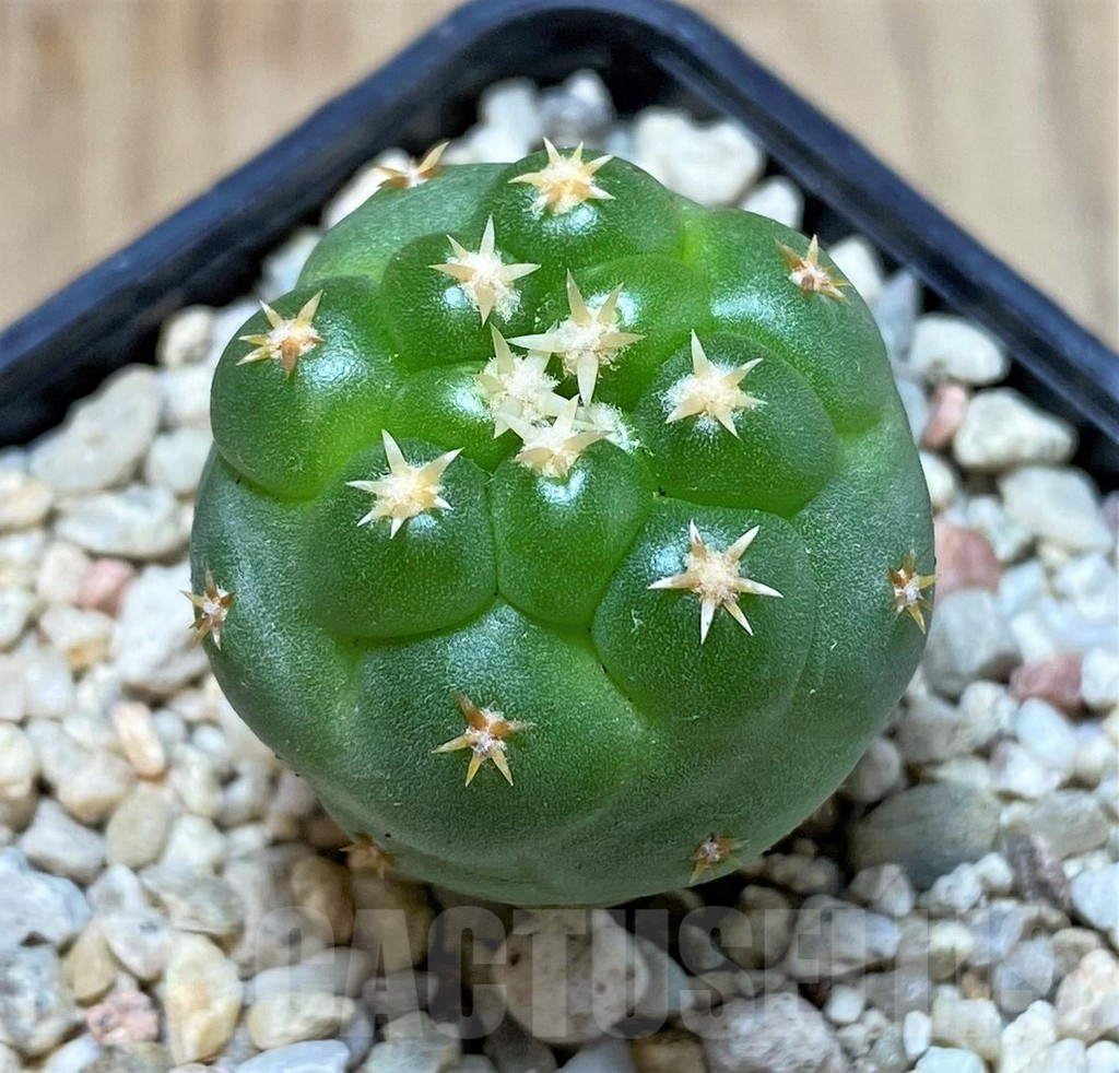 SHPR39792 Coryphantha elephantidens ‘Family’