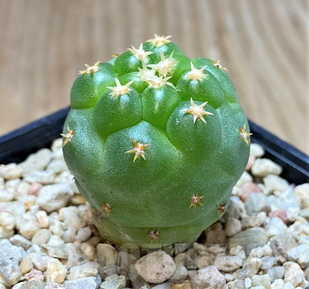 SHPR39792 Coryphantha elephantidens ‘Family’ - Image 2