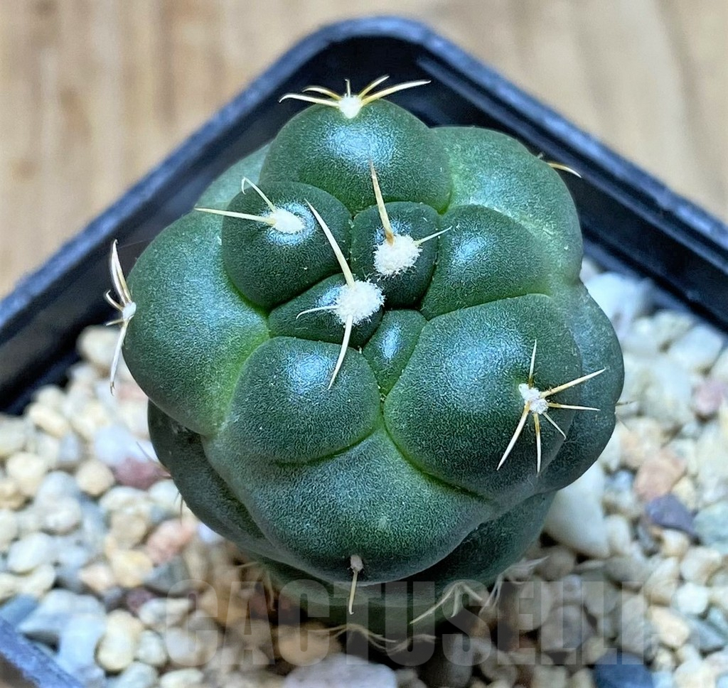 SHPR39793 Coryphantha elephantidens 'inermis'