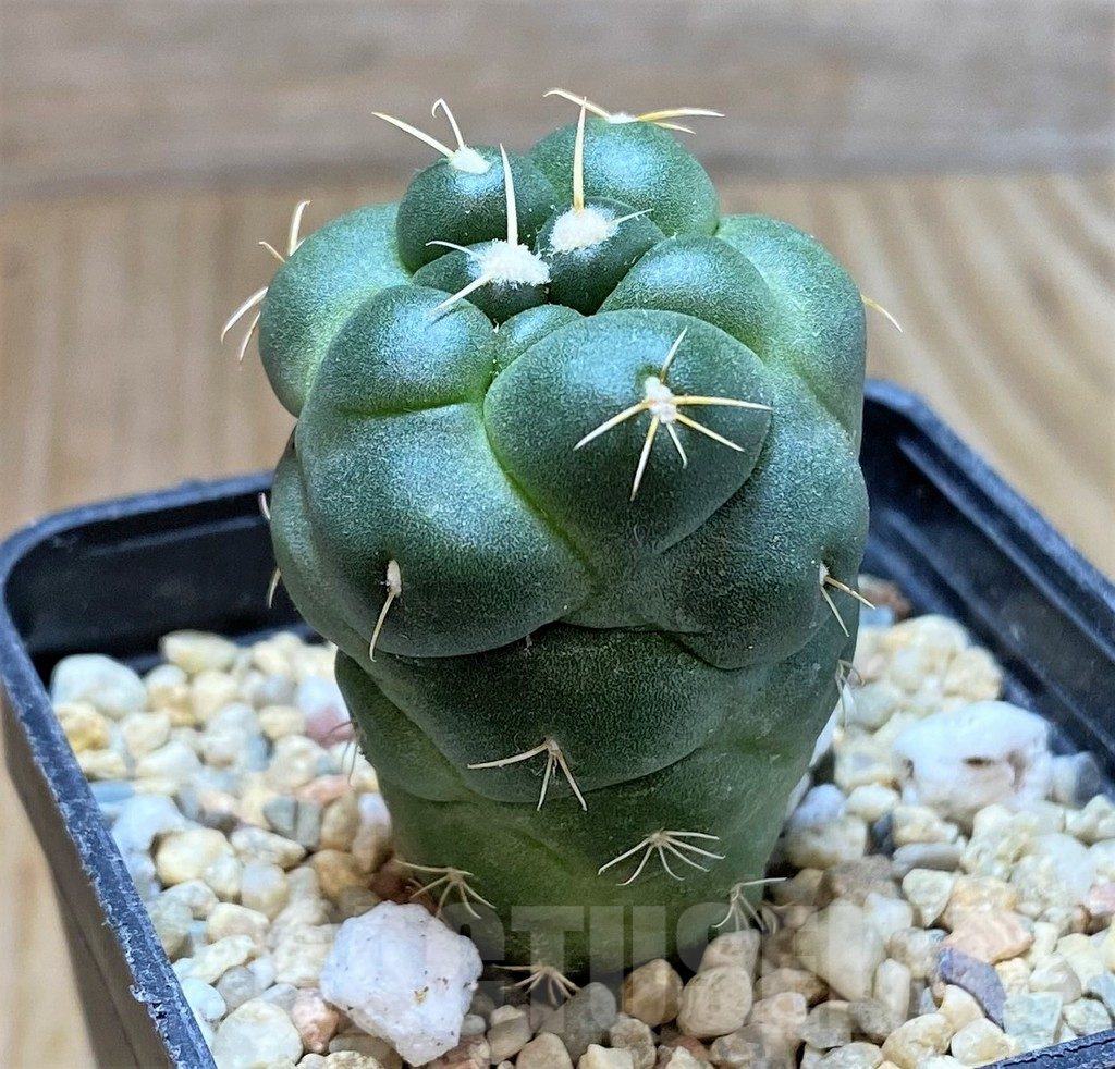 SHPR39793 Coryphantha elephantidens 'inermis' - Image 2