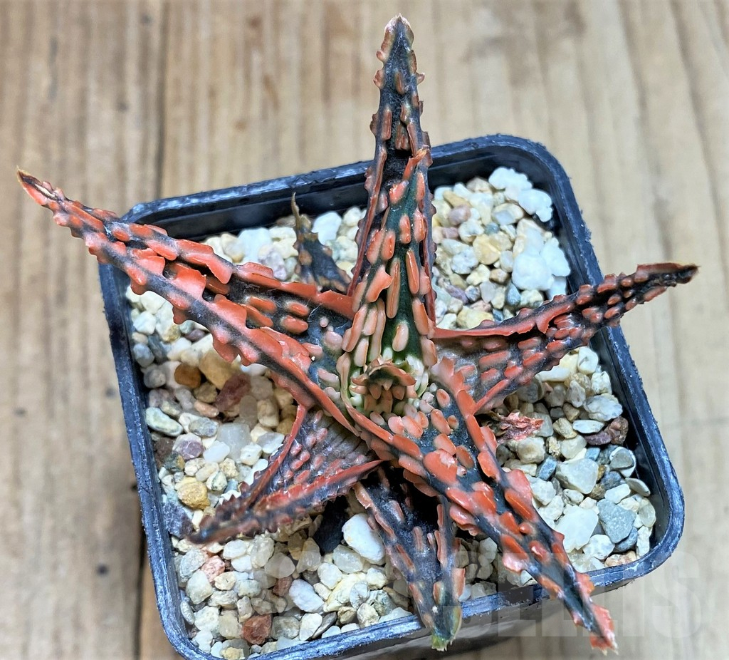 SHPR39752 Aloe TCT hybrid - Image 2