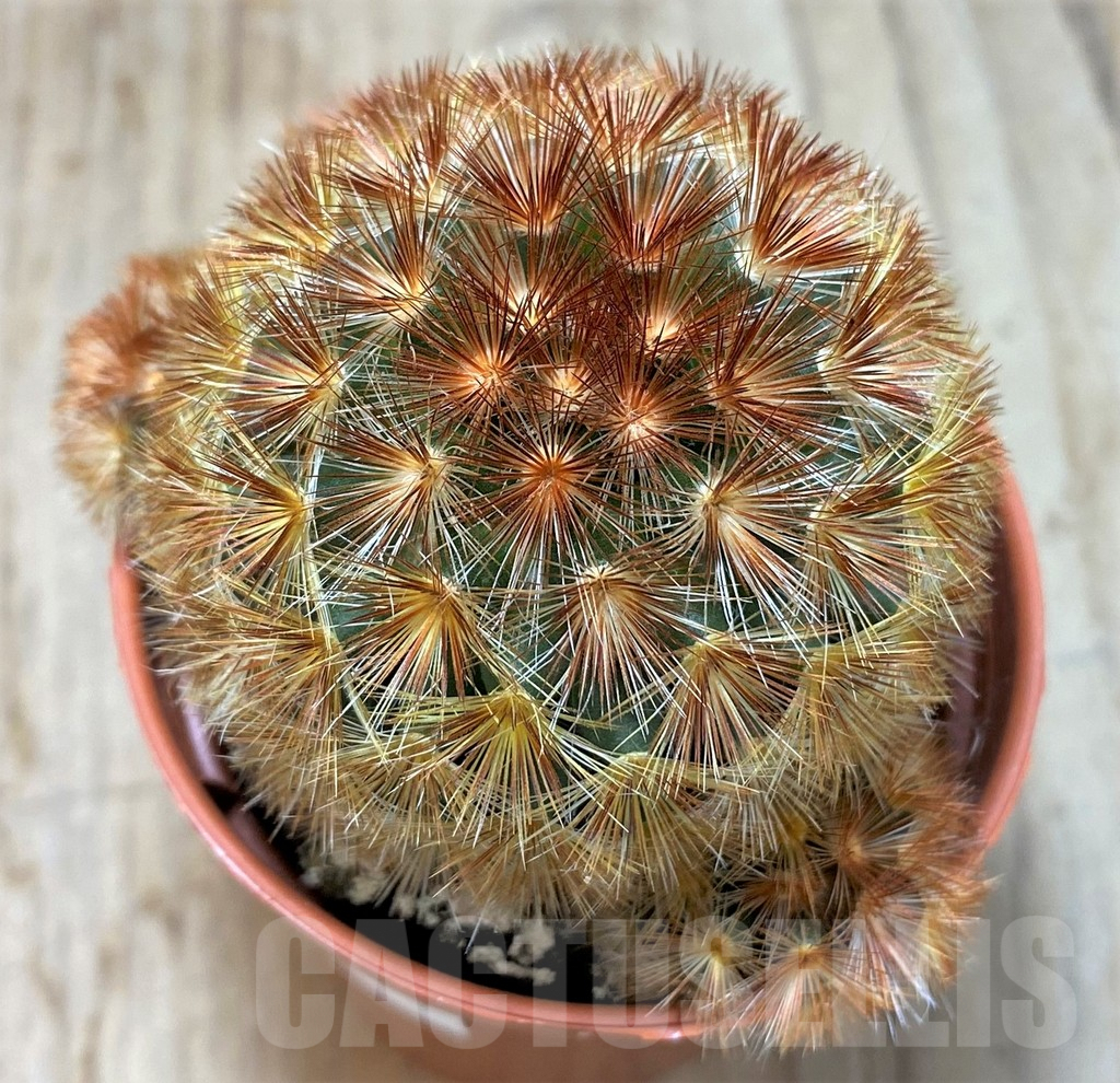 SHPR39794 Mammillaria carmenae 'Red'