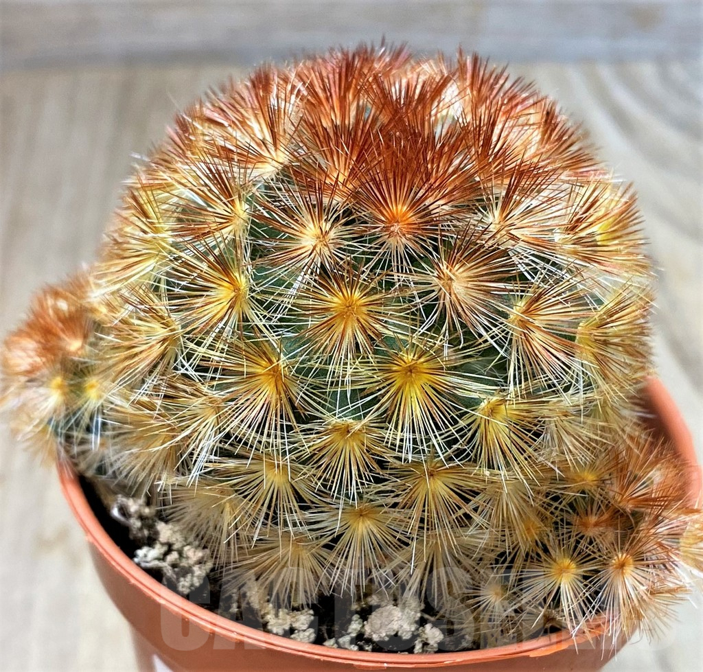SHPR39794 Mammillaria carmenae 'Red' - Image 2