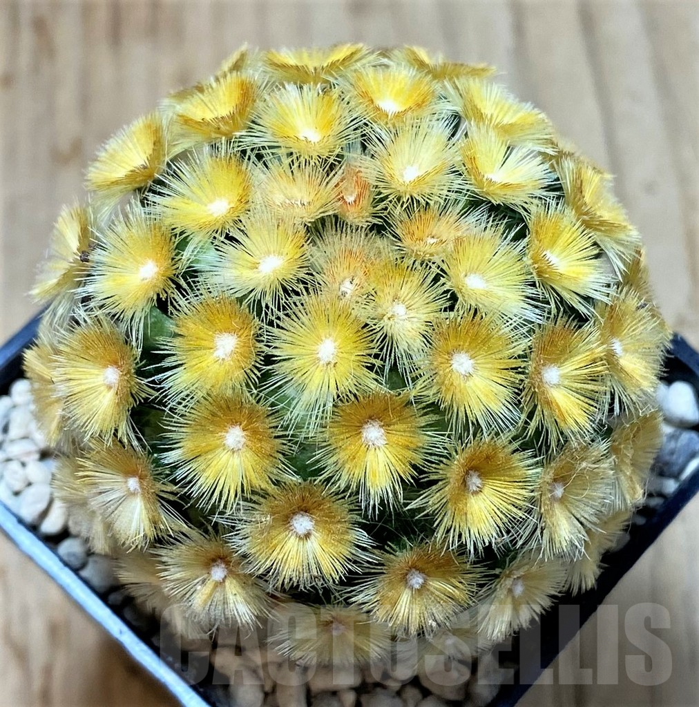 SHPR39795 Mammillaria carmenae 'Buddha' yellow - Image 2