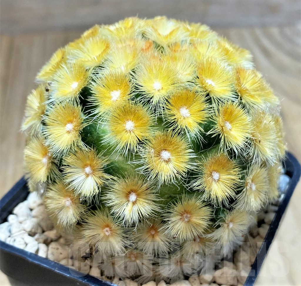 SHPR39795 Mammillaria carmenae 'Buddha' yellow