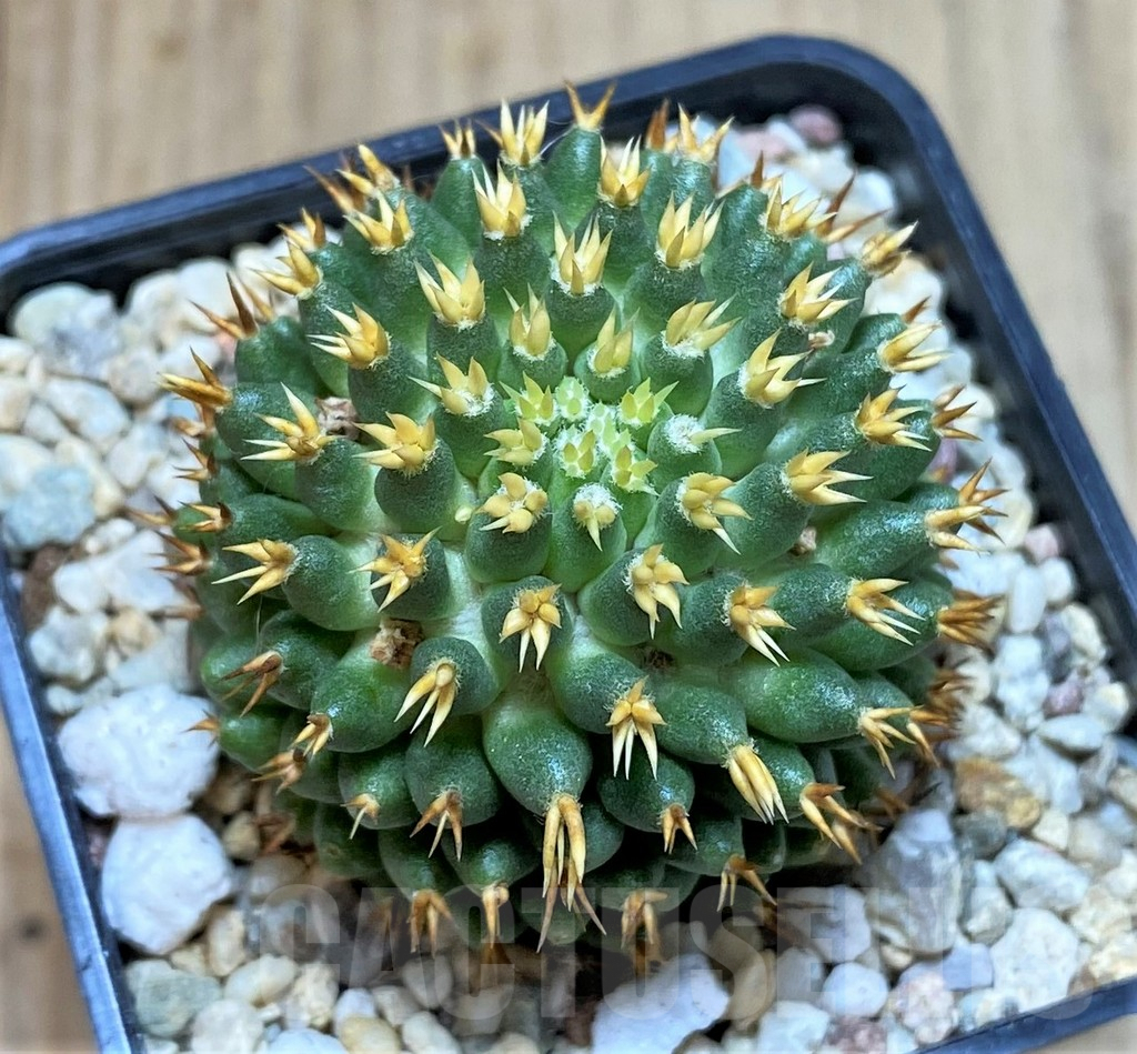 SHPR39796 Mammillaria camptotricha 'Bru' - Image 2