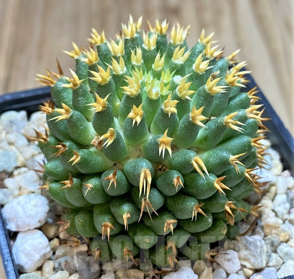 SHPR39796 Mammillaria camptotricha 'Bru'