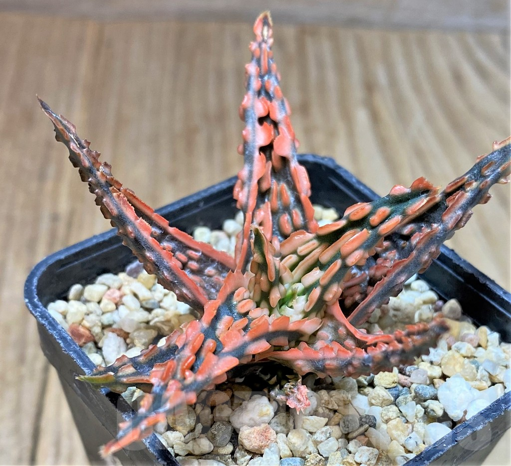 SHPR39752 Aloe TCT hybrid