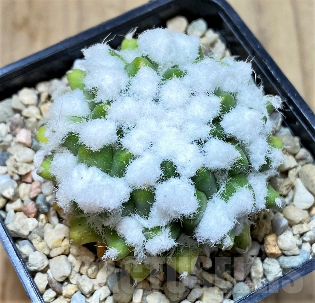 SHPR39799 Mammillaria bucareliensis 'Erusamu', seedling