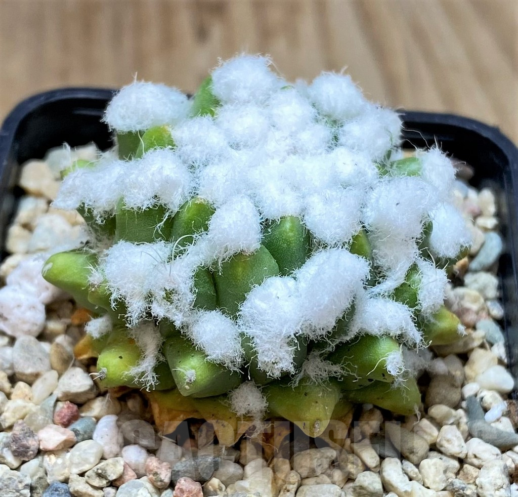 SHPR39799 Mammillaria bucareliensis 'Erusamu', seedling - immagine 2