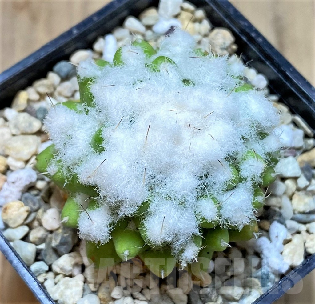 SHPR39800 Mammillaria bucareliensis 'Erusamu', seedling