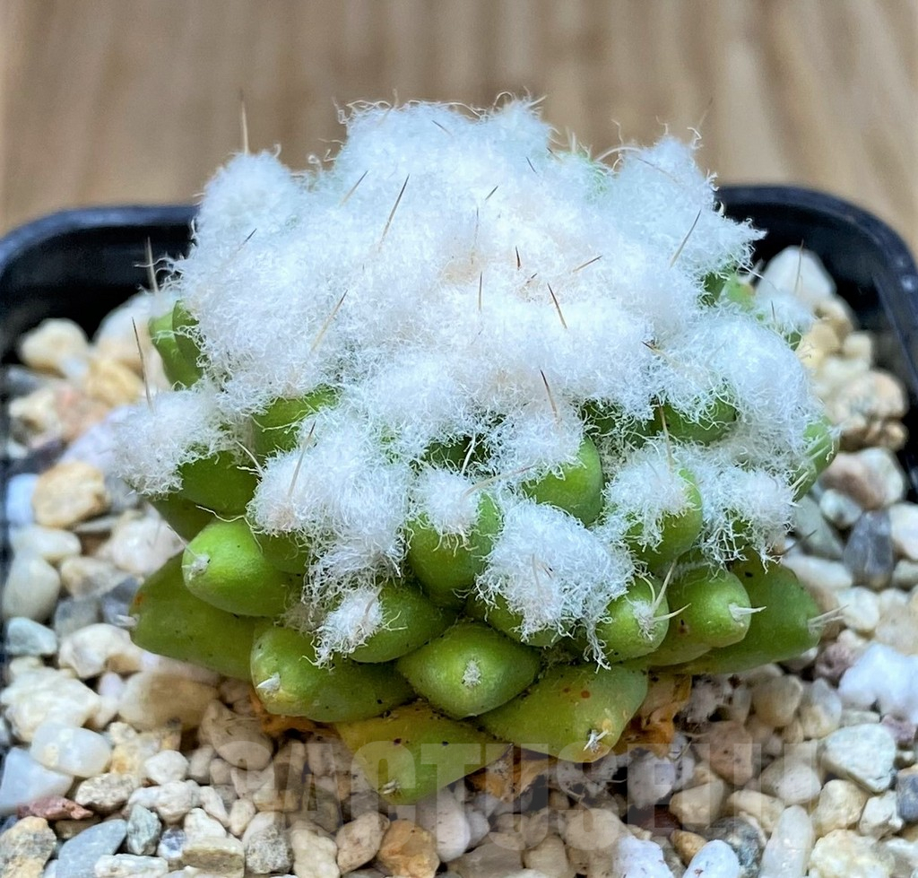 SHPR39800 Mammillaria bucareliensis 'Erusamu', seedling - immagine 2