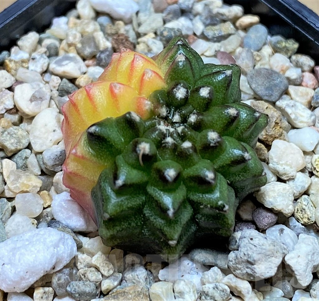 SHPR39802 Gymnocalycium mihanovichii 'Inermis' f. variegata
