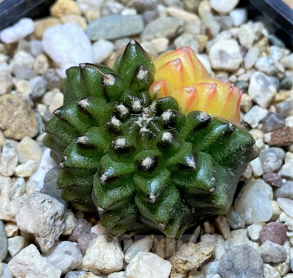 SHPR39802 Gymnocalycium mihanovichii 'Inermis' f. variegata - immagine 2