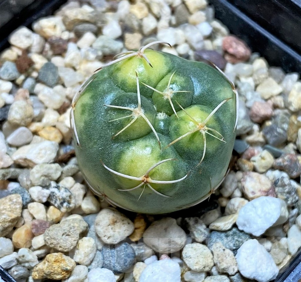 SHPR39803 Coryphantha elephantidens f. variegata