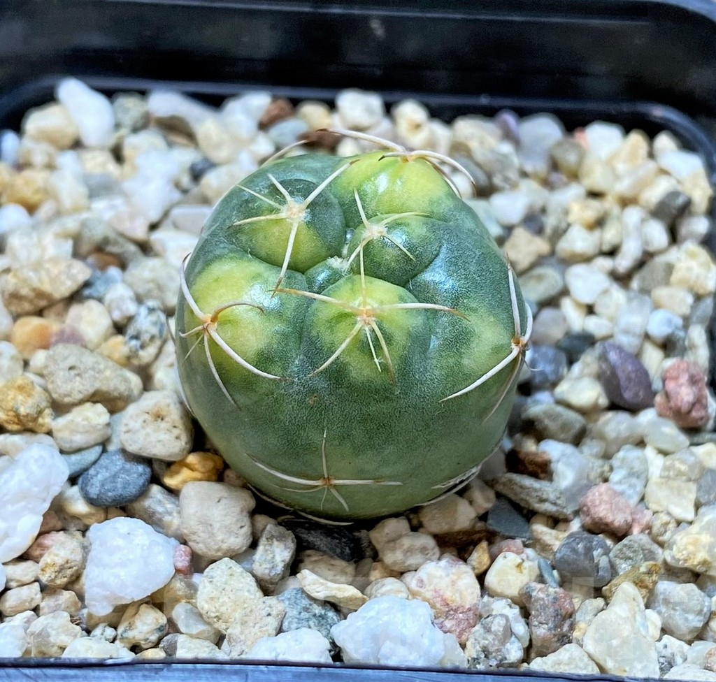 SHPR39803 Coryphantha elephantidens f. variegata - Image 2