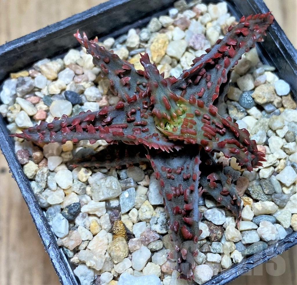 SHPR39753 Aloe TCT hybrid - Image 2