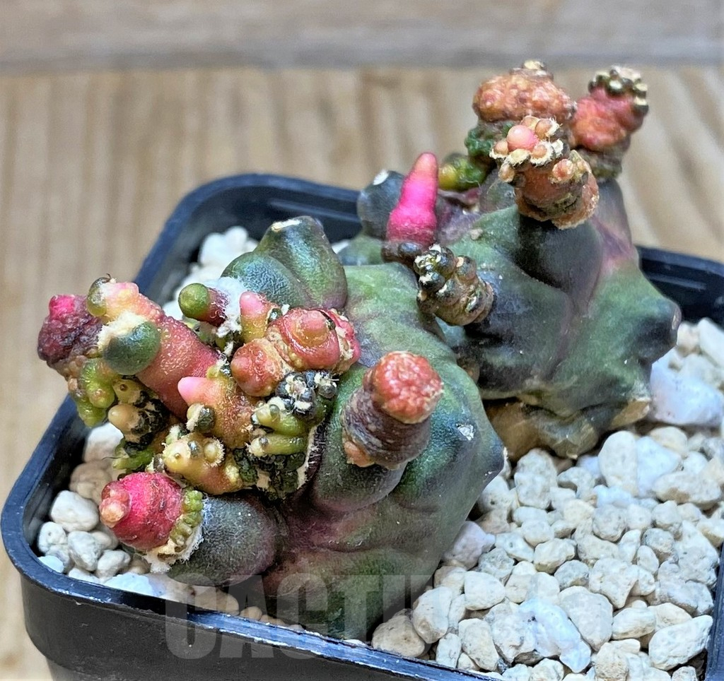 SHPR39804 Gymnocalycium mihanovichii 'Transformer'