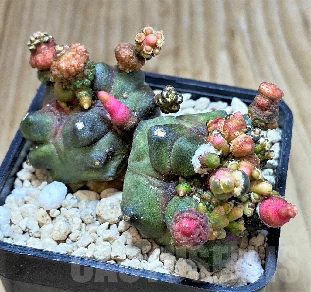 SHPR39804 Gymnocalycium mihanovichii 'Transformer' - Image 2