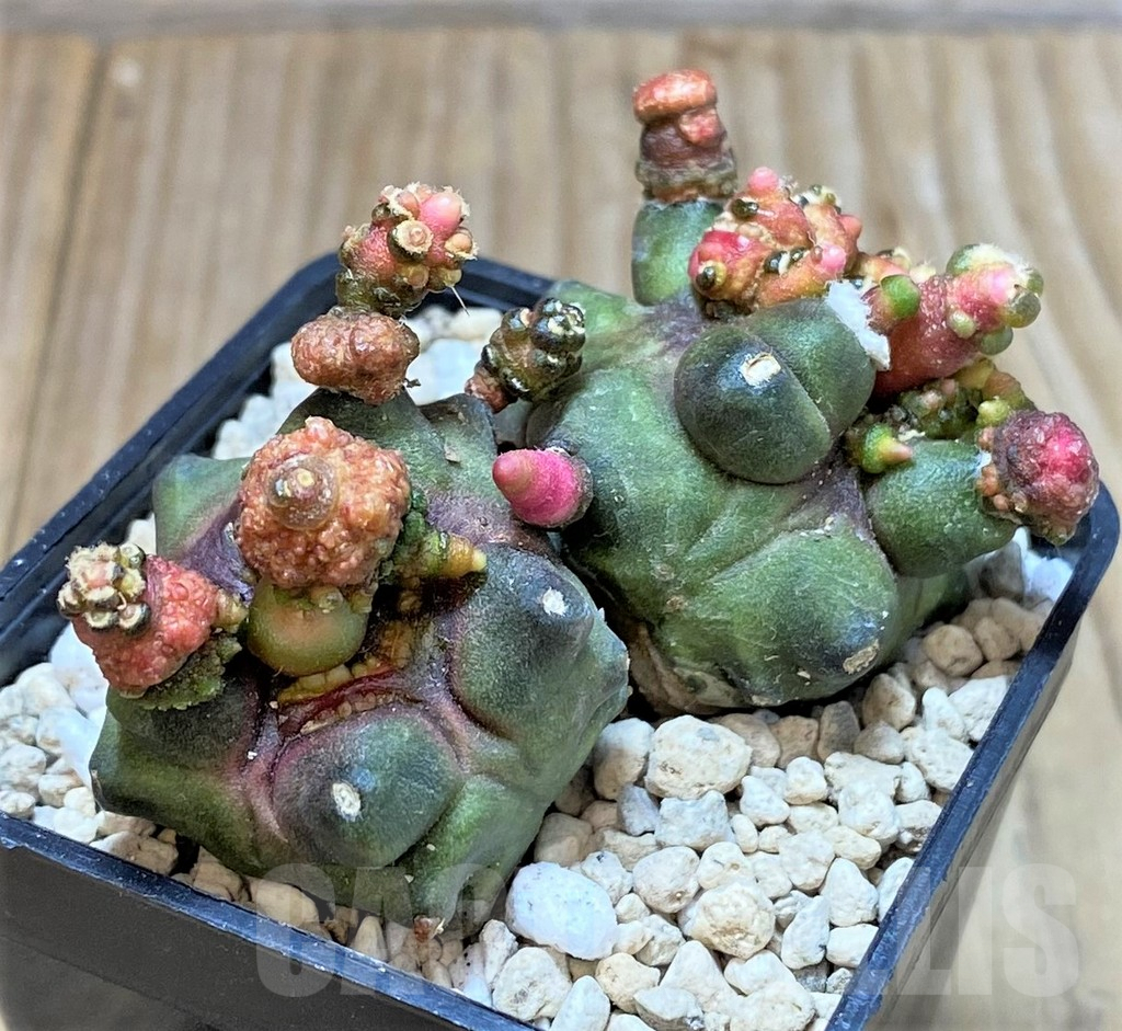 SHPR39804 Gymnocalycium mihanovichii 'Transformer' - Image 3