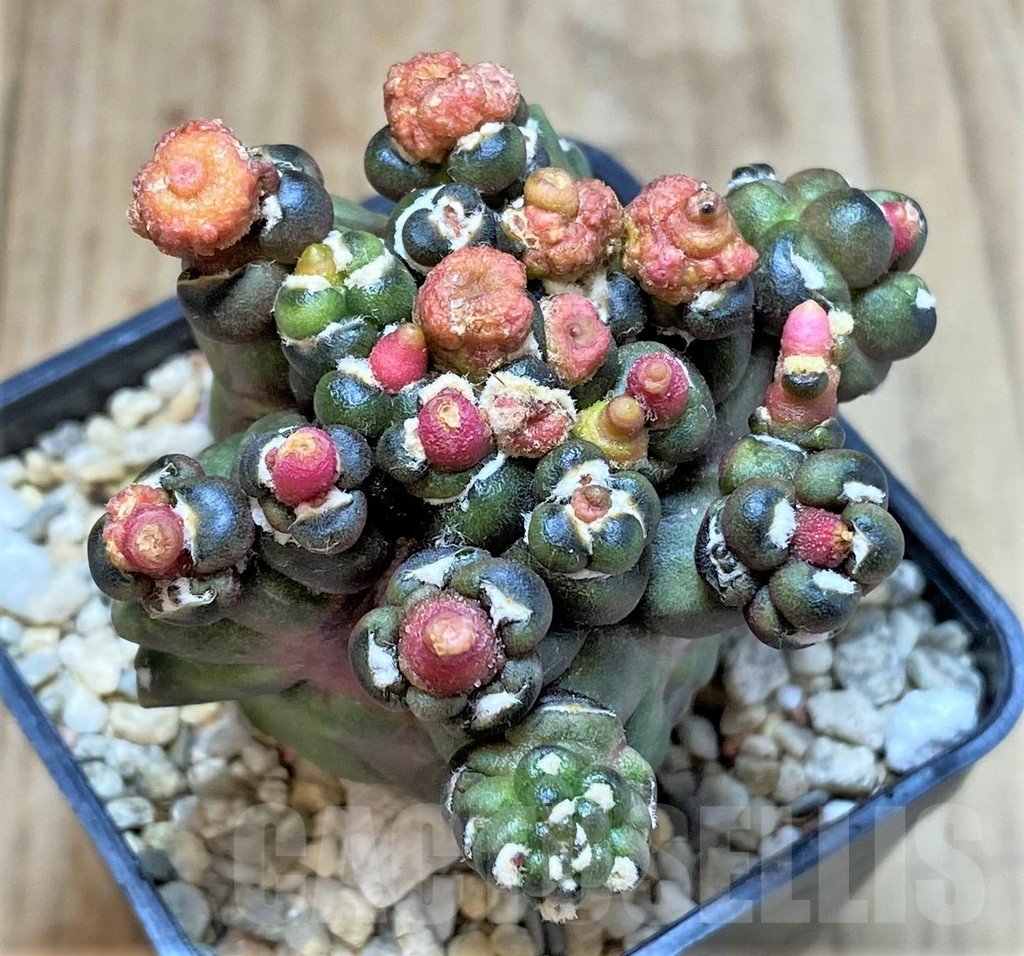 SHPR39805 Gymnocalycium mihanovichii 'Transformer'