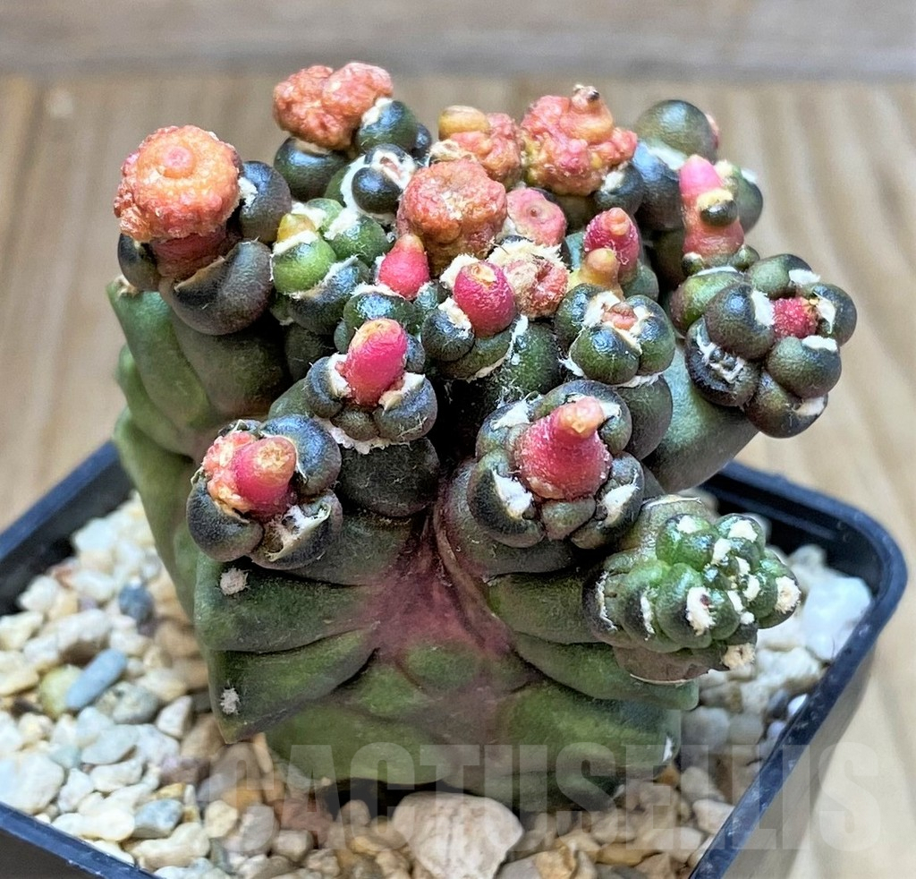 SHPR39805 Gymnocalycium mihanovichii 'Transformer' - immagine 2