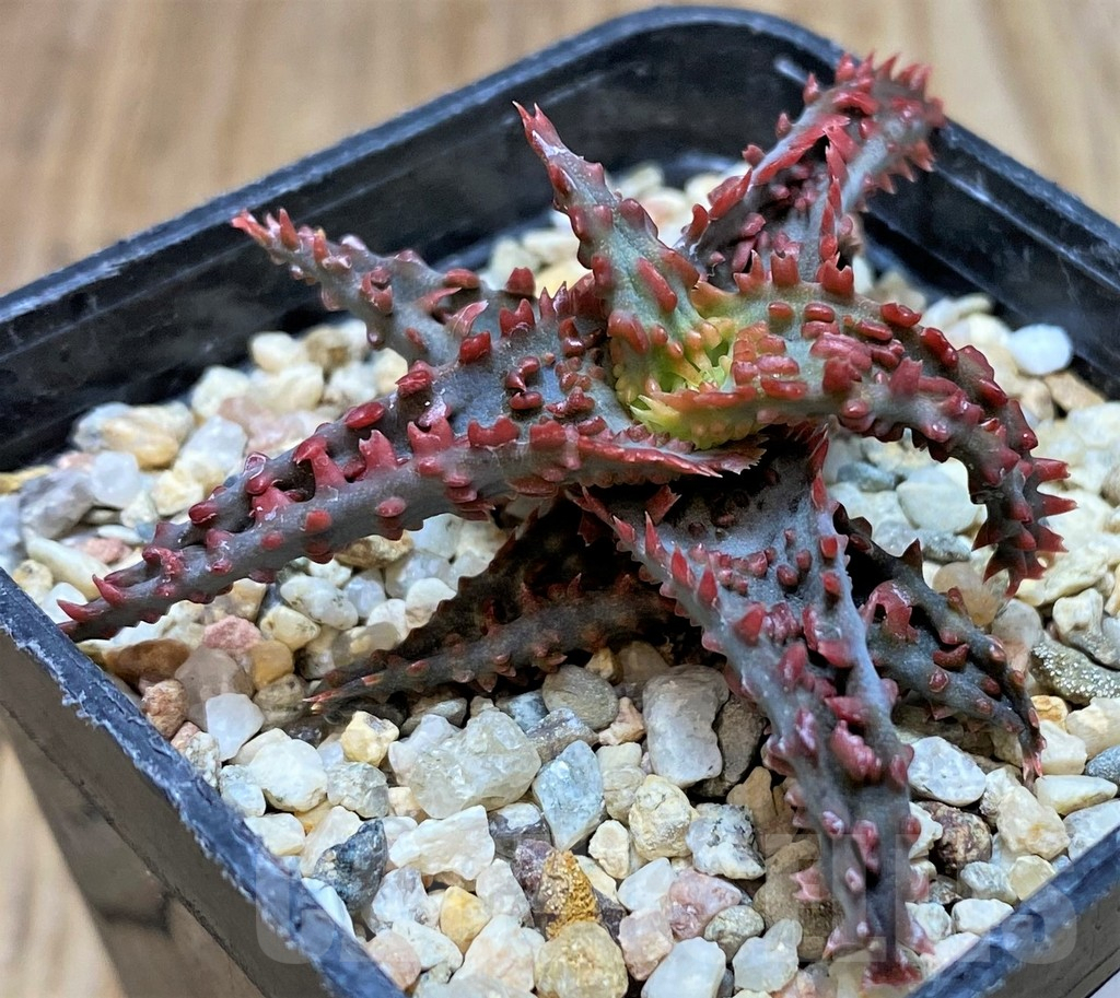 SHPR39753 Aloe TCT hybrid