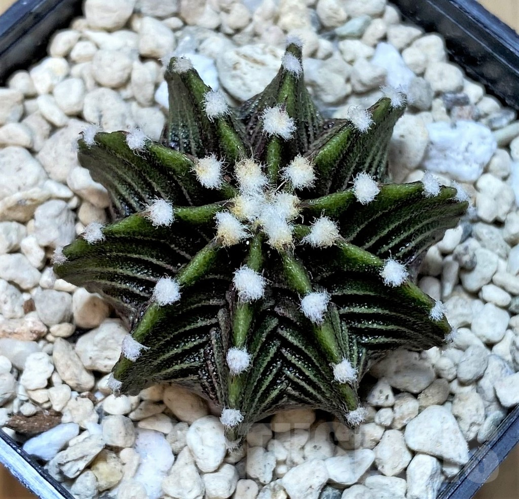 SHPR39808 Gymnocalycium friedrichii VOS1211, select form