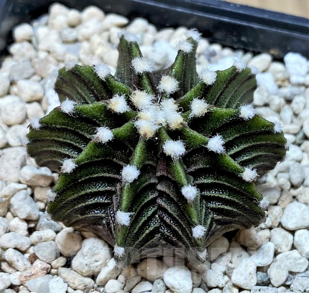 SHPR39808 Gymnocalycium friedrichii VOS1211, select form - immagine 2