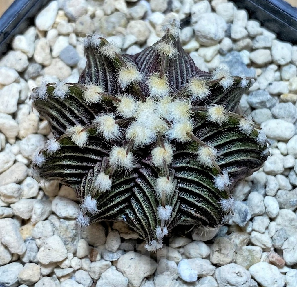 SHPR39809 Gymnocalycium friedrichii VOS1211, select form