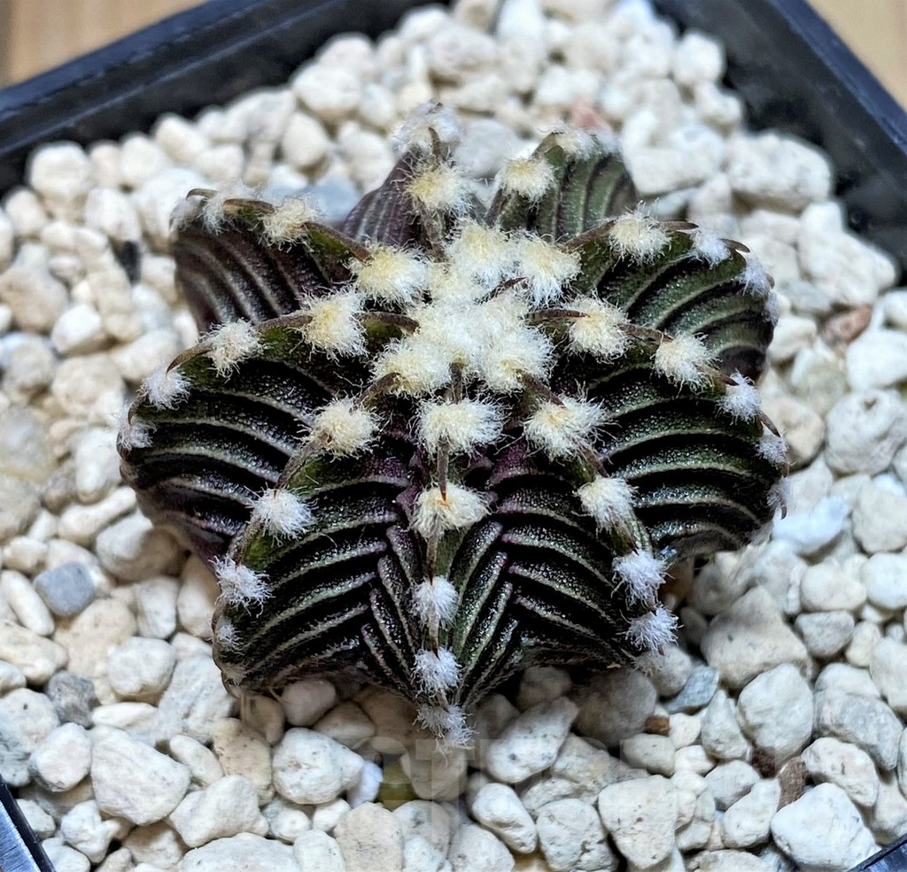 SHPR39809 Gymnocalycium friedrichii VOS1211, select form - immagine 2