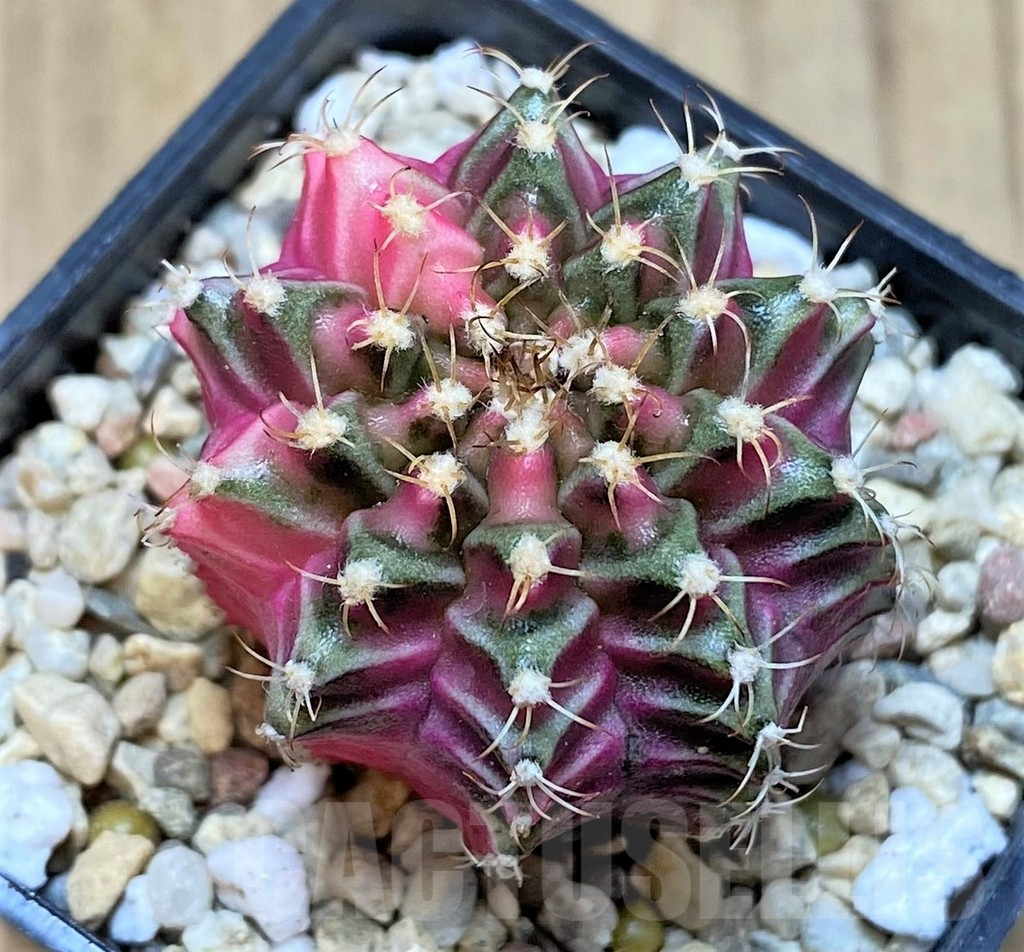 SHPR39810 Gymnocalycium mihanovichii f. variegata, seedling