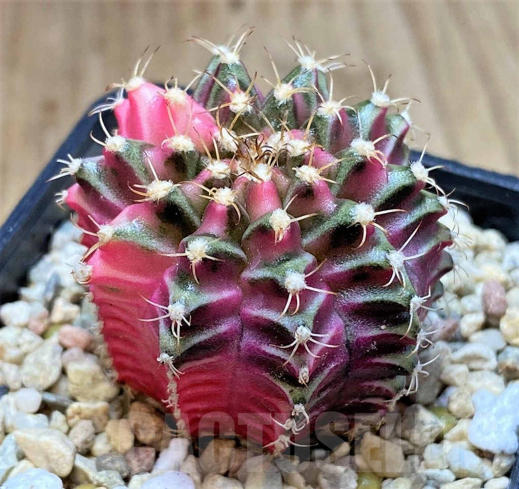SHPR39810 Gymnocalycium mihanovichii f. variegata, seedling - 画像 (2)