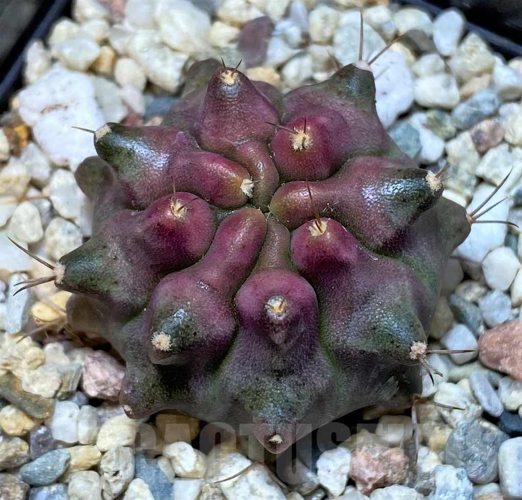 SHPR39812 Gymnocalycium mihanovichii 'Konjak'