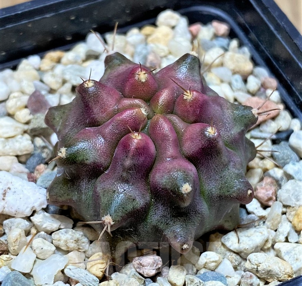 SHPR39812 Gymnocalycium mihanovichii 'Konjak' - Зображення 2