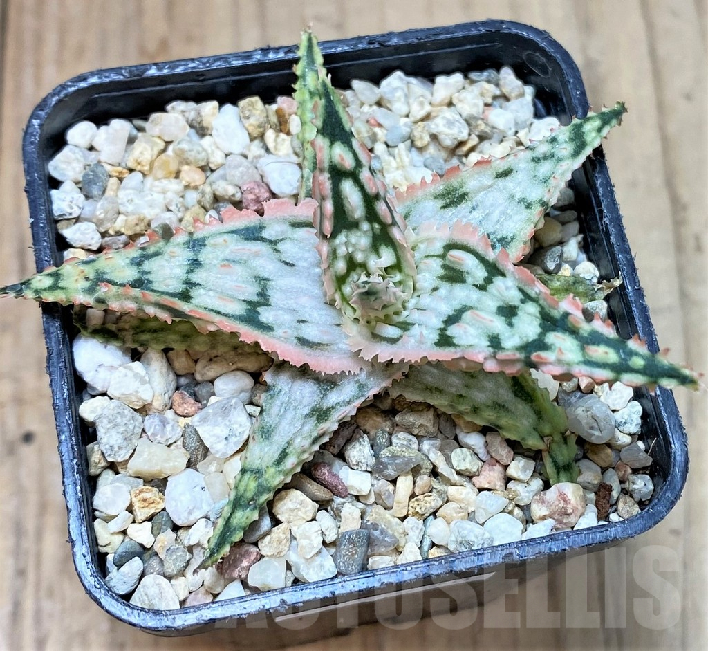 SHPR39748 Aloe TCT hybrid - Image 2