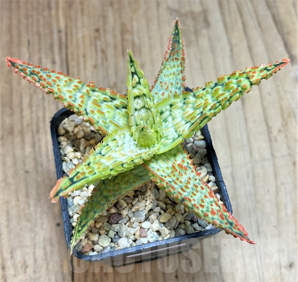 SHPR39754 Aloe TCT hybrid - Image 2