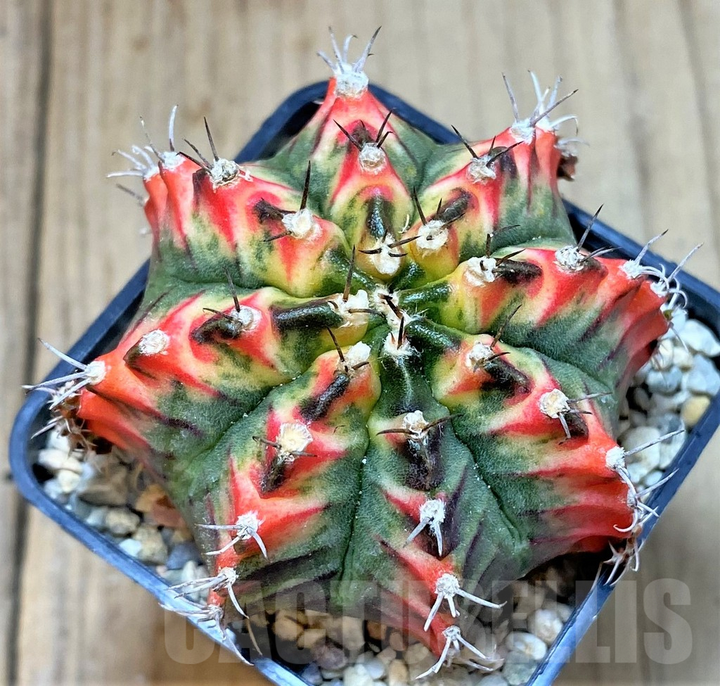 SHPR39814 Gymnocalycium mihanovichii 'Multicolor'