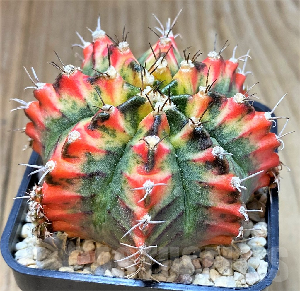 SHPR39814 Gymnocalycium mihanovichii 'Multicolor' - Зображення 2