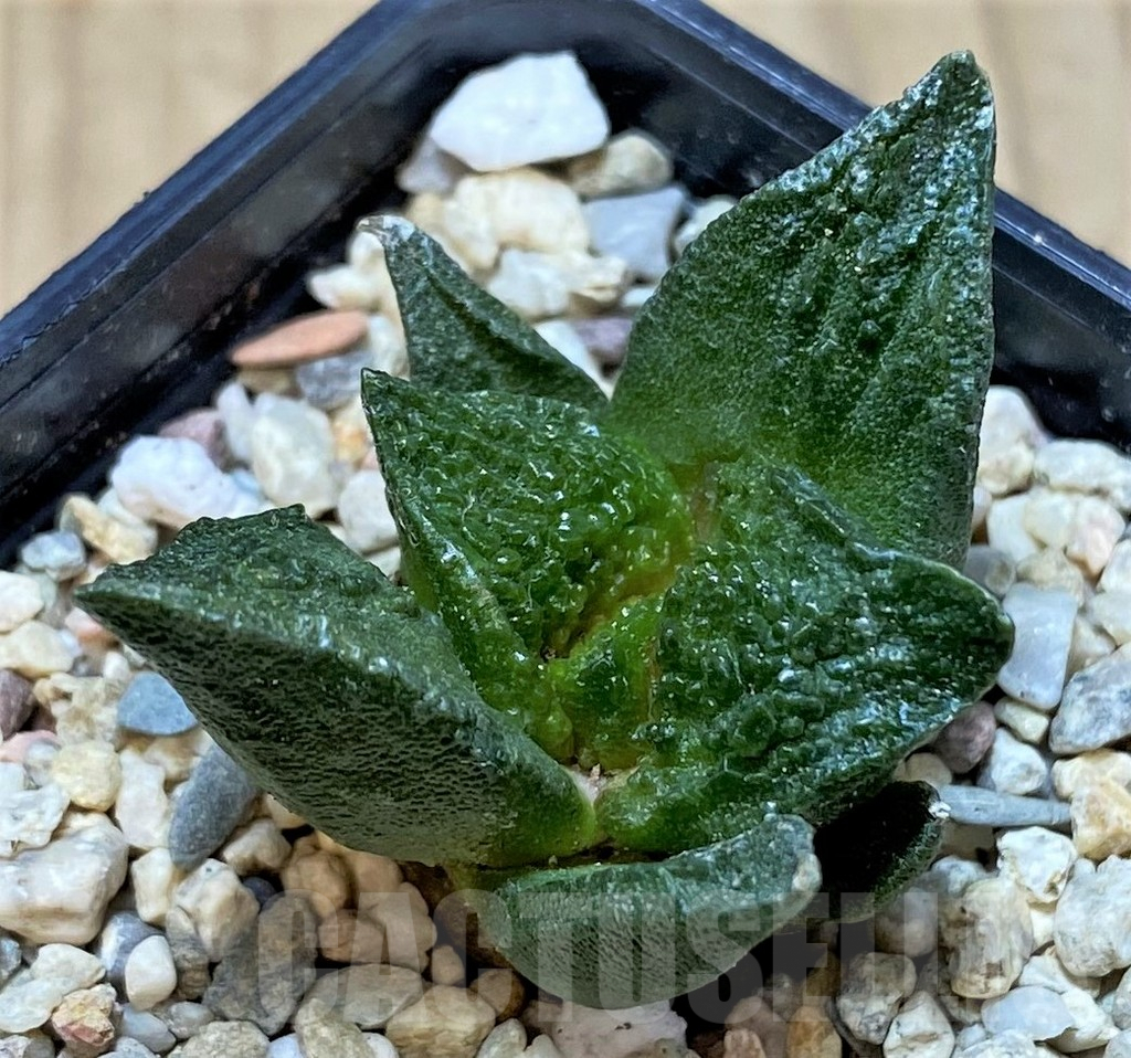 SHPR39815 Ariocarpus fissuratus 'Godzilla' hybrid, seedling - Зображення 2