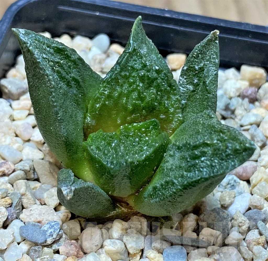 SHPR39815 Ariocarpus fissuratus 'Godzilla' hybrid, seedling
