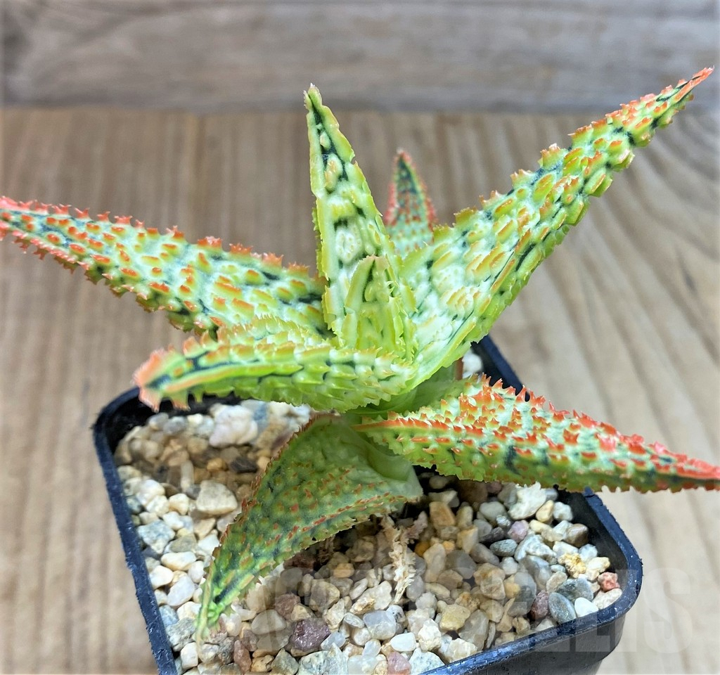 SHPR39754 Aloe TCT hybrid