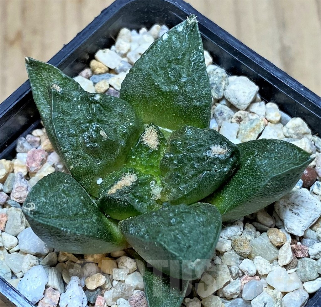 SHPR39817 Ariocarpus fissuratus 'Godzilla' hybrid, seedling