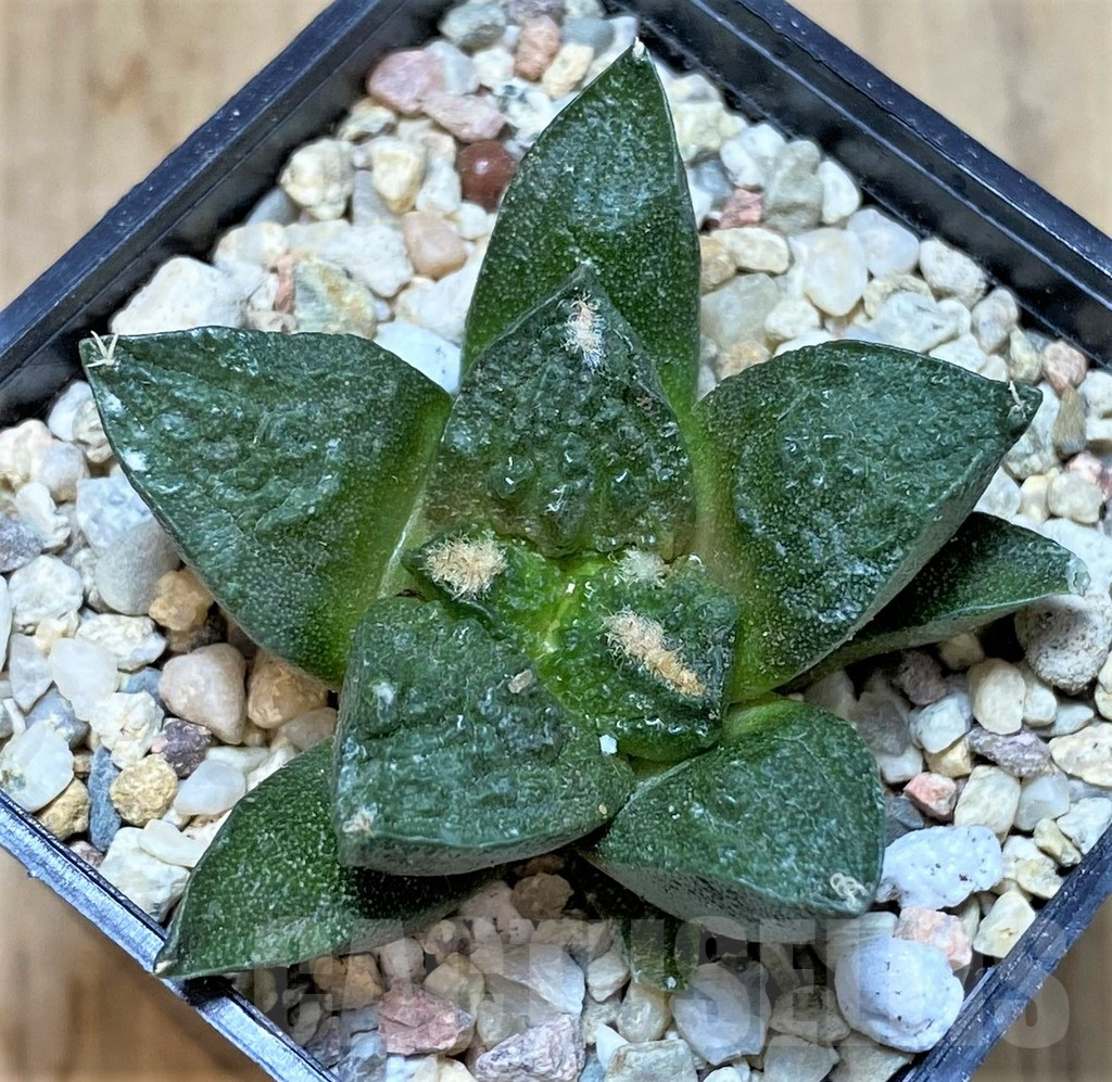 SHPR39817 Ariocarpus fissuratus 'Godzilla' hybrid, seedling - Зображення 2