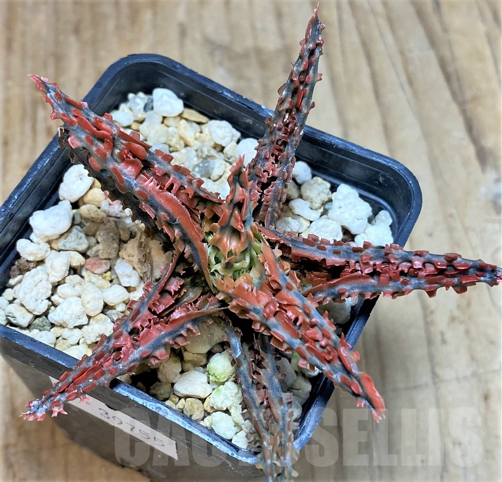 SHPR39755 Aloe TCT hybrid - Image 2