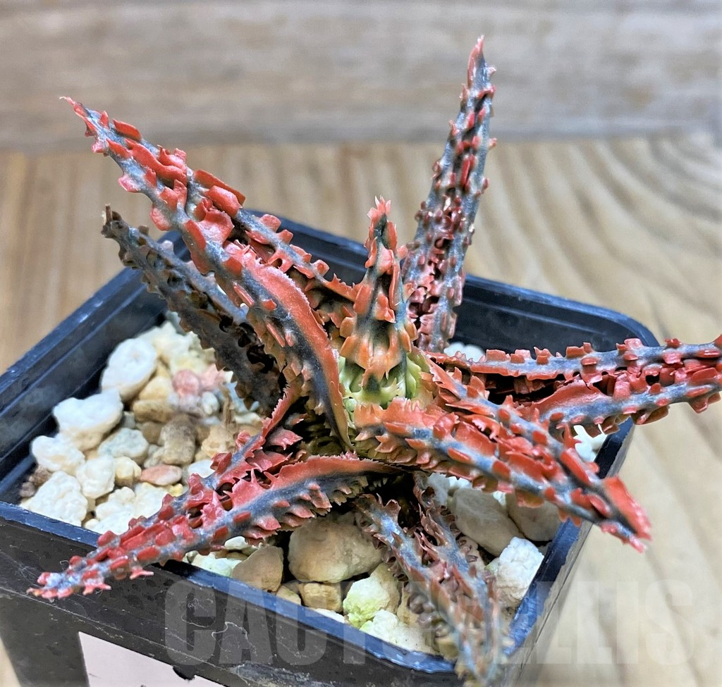 SHPR39755 Aloe TCT hybrid