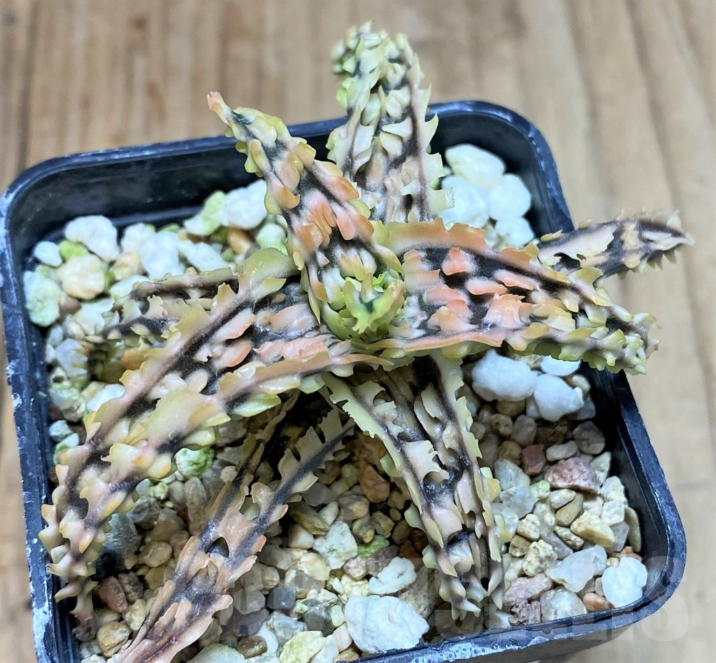 SHPR39756 Aloe TCT hybrid - 画像 (2)