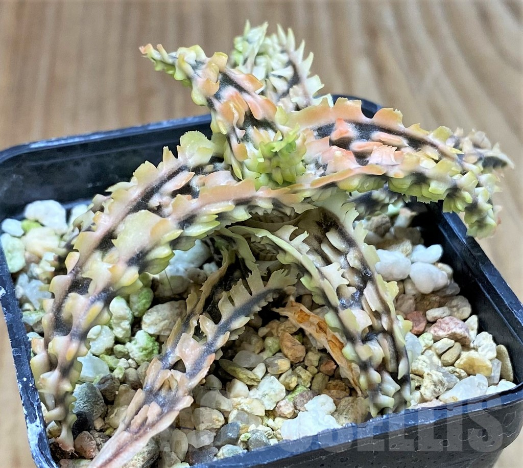 SHPR39756 Aloe TCT hybrid