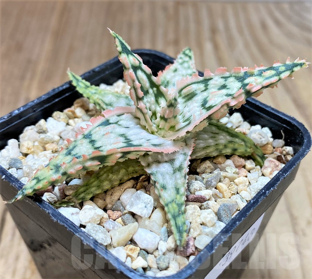 SHPR39748 Aloe TCT hybrid